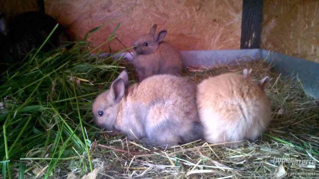 Zakrslí králíčci - foto 3