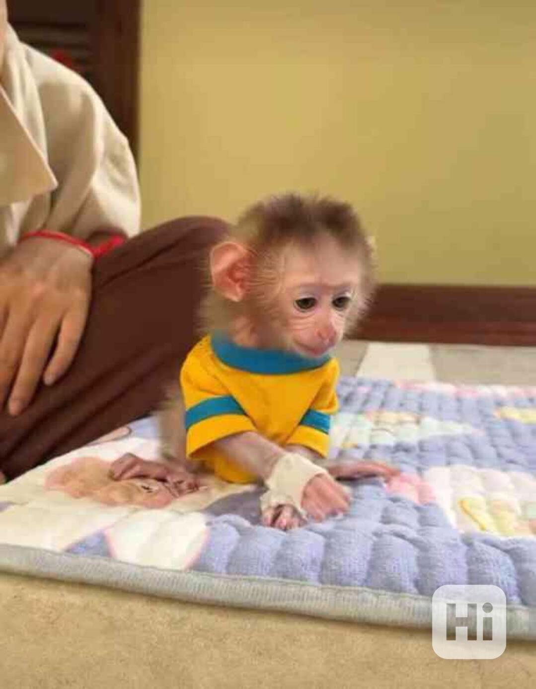 Rozkošné mládě kapucínské opice k adopci - foto 1