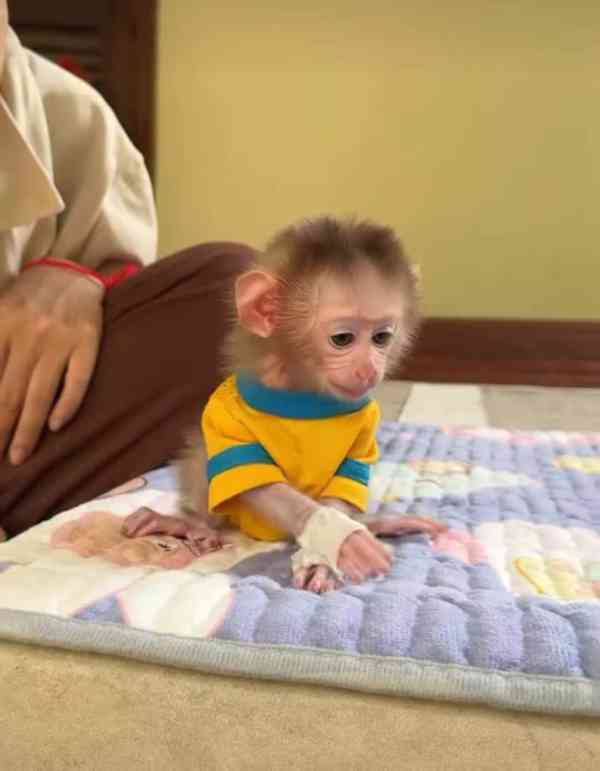 Rozkošné mládě kapucínské opice k adopci