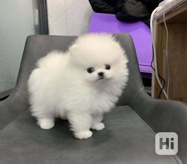 Krásná pomeranianská štěňata - foto 1