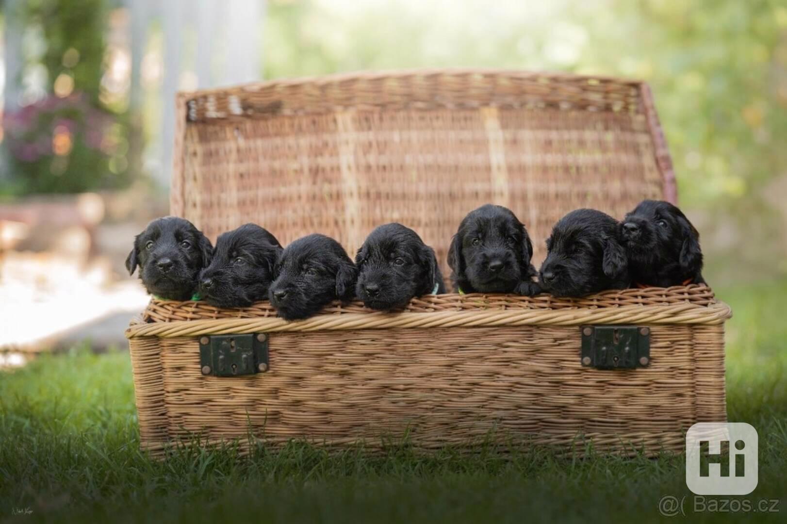 Štěňátka Flat Coated retriever s PP - foto 1