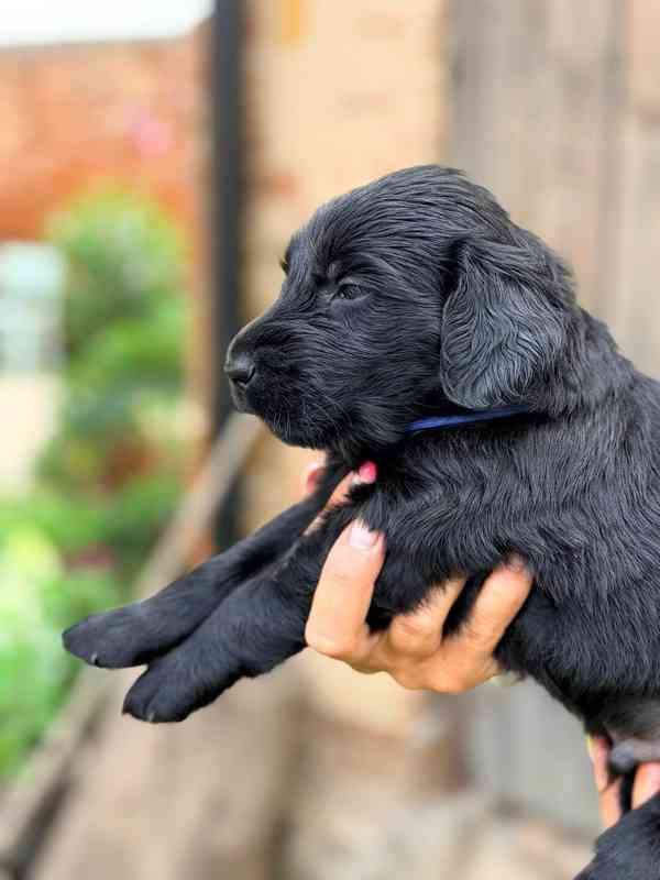 Štěňátka Flat Coated retriever s PP - foto 3