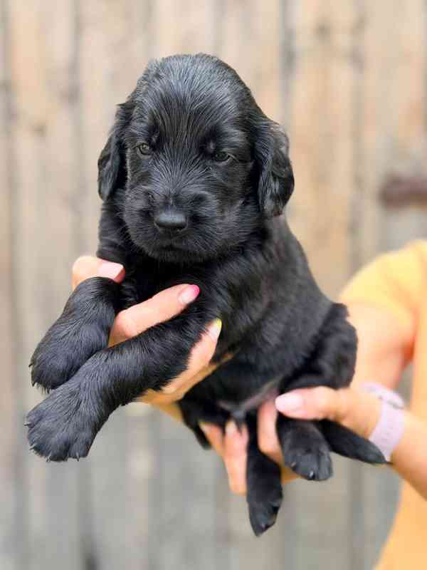 Štěňátka Flat Coated retriever s PP - foto 4
