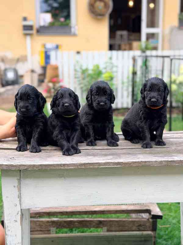 Štěňátka Flat Coated retriever s PP - foto 2