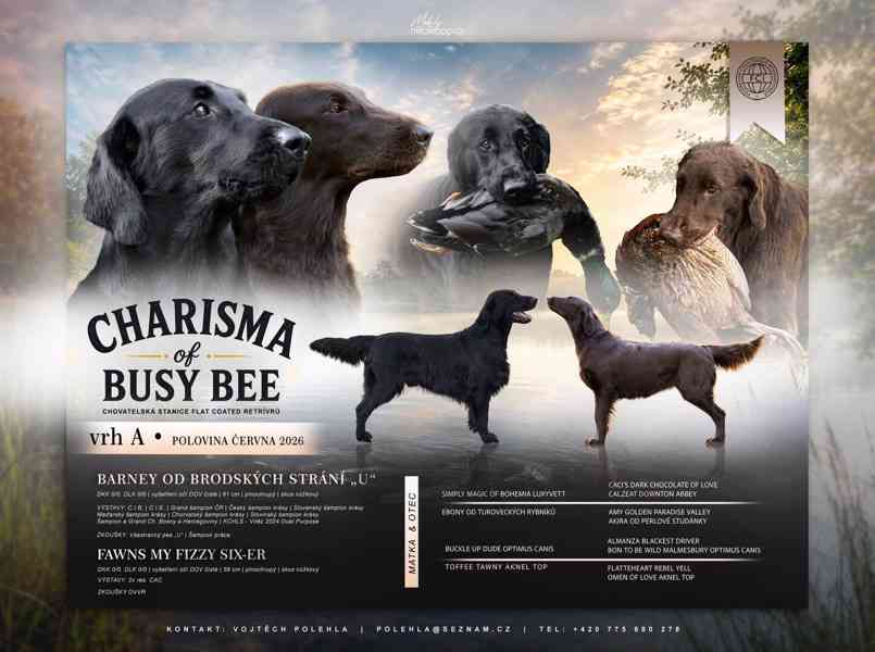 Štěňátka Flat Coated retriever s PP - foto 5