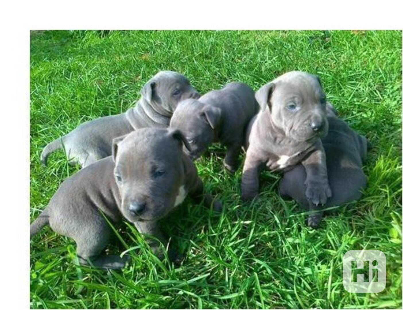 Štěňata Pitbull Blueline - foto 1