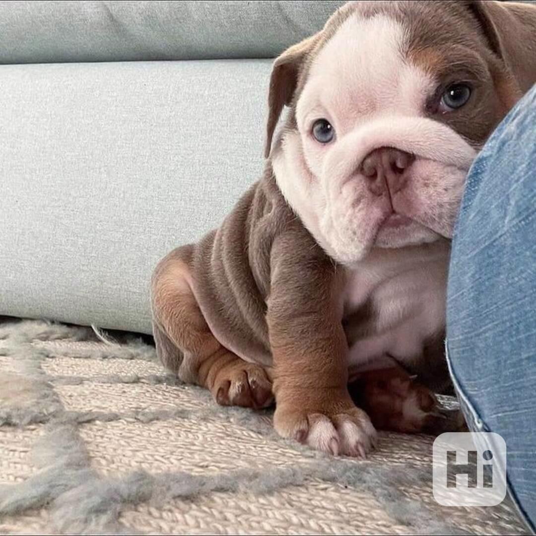 Zdarma  dárek štěňata anglického buldoka k adopci  - foto 1