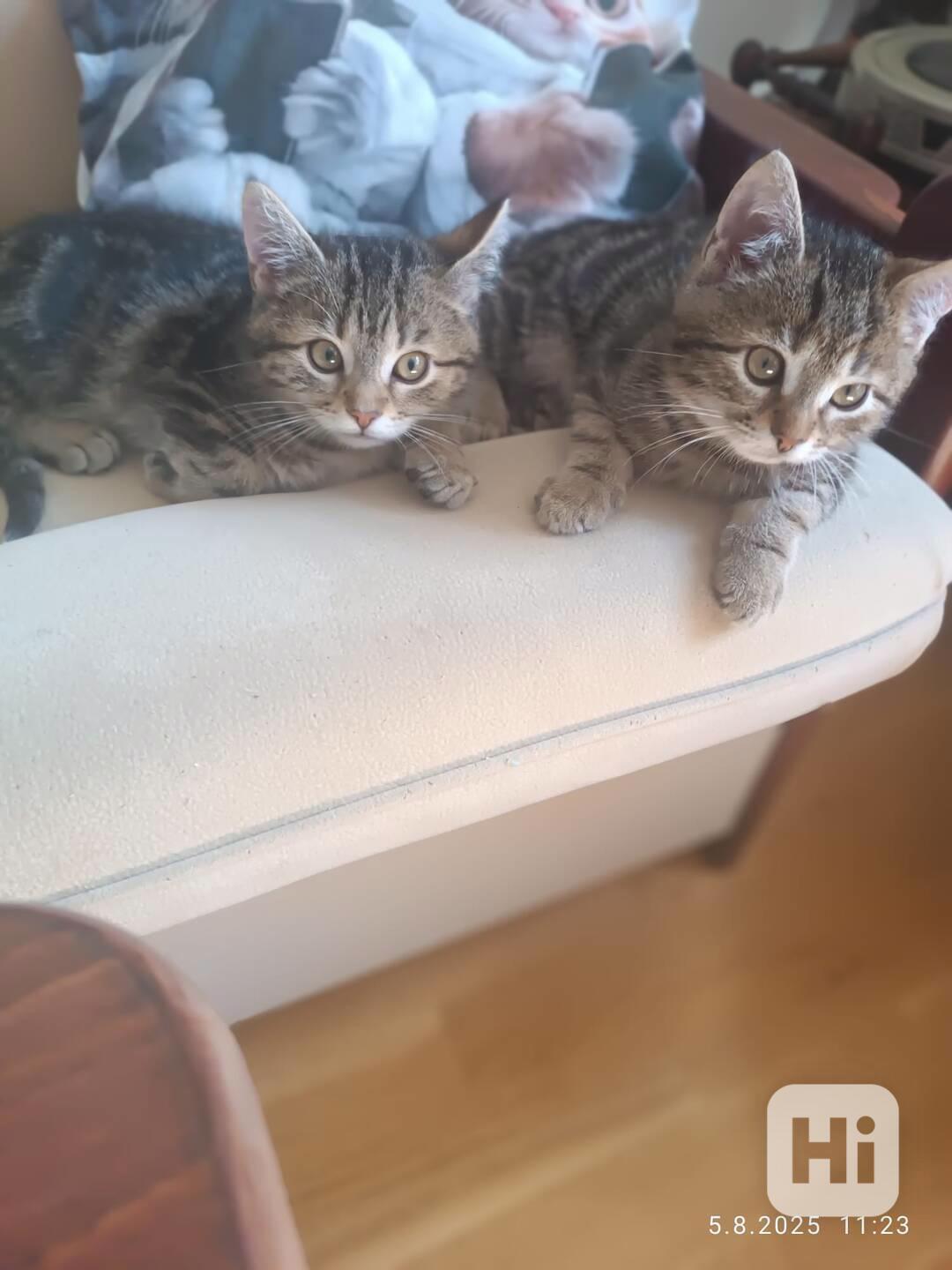 Mourečkové 2,5měsíční, Timi a Theo hledají společný domov. - foto 1