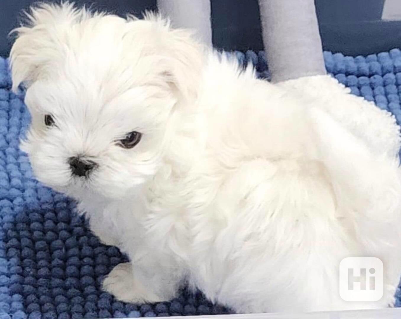 Rozkošná štěňata maltézského ovčáka k adopci - foto 1