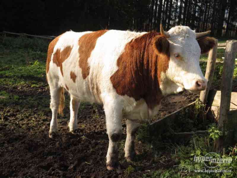 Prodám jalovici čestr z ekochovu - foto 1