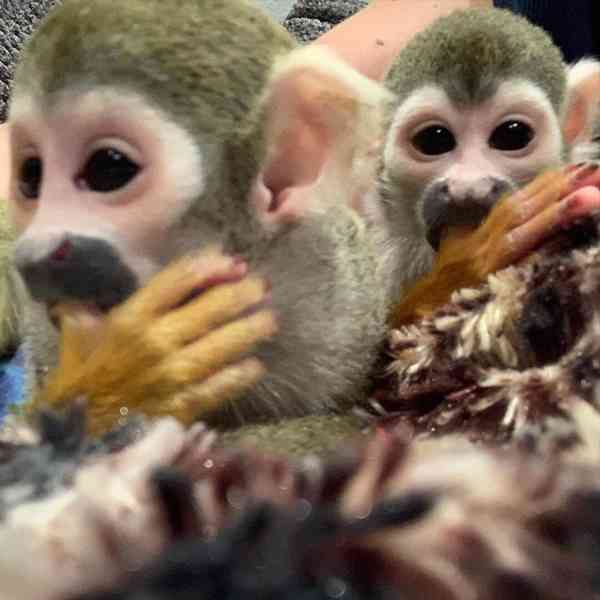 Ohromující veverčí opice na prodej - foto 1