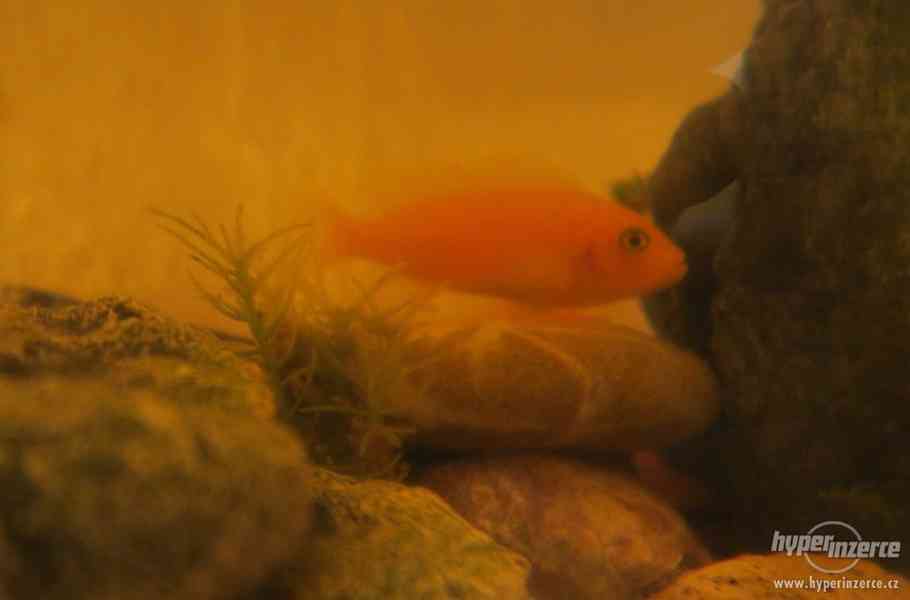 Tlamovec oranžový-mladé i dospělé rybičky - foto 1