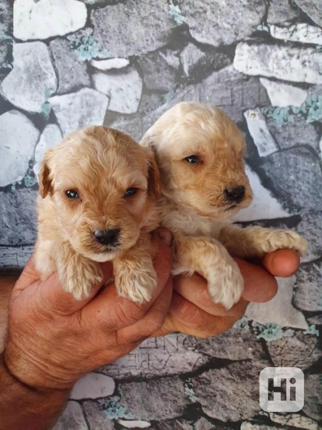 Prodám štěňata labradoodle - foto 1