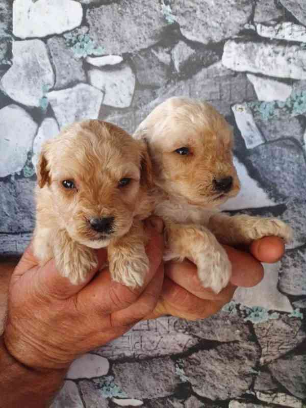 Prodám štěňata labradoodle - foto 1