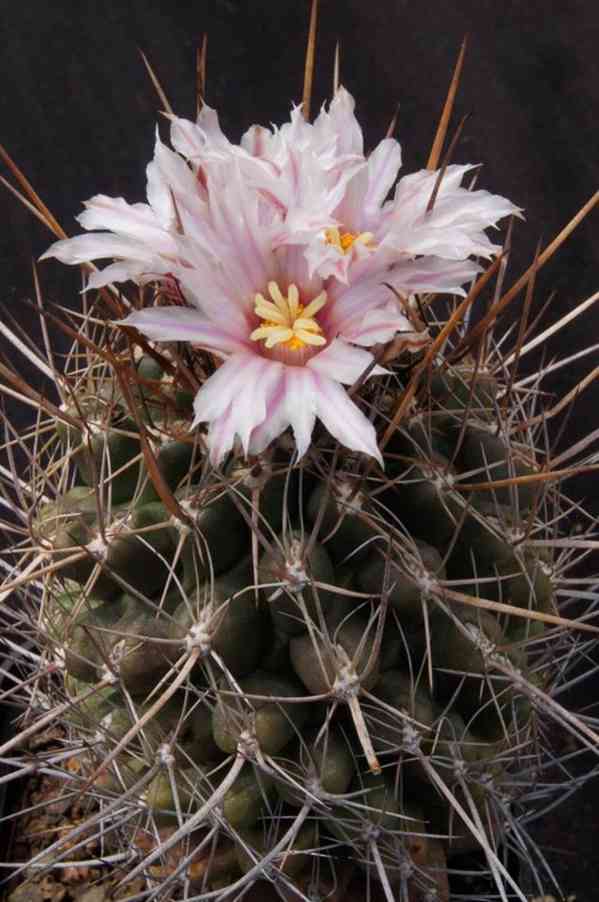 Kaktus Eriosyce taltalensis - SEMENA
