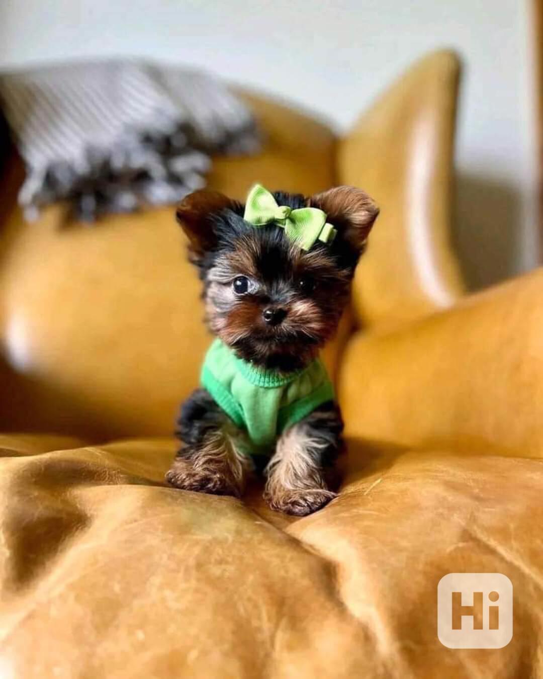 Štěňata Yorkshire teriéra na prodej. Pokud máte zájem, napiš - foto 1