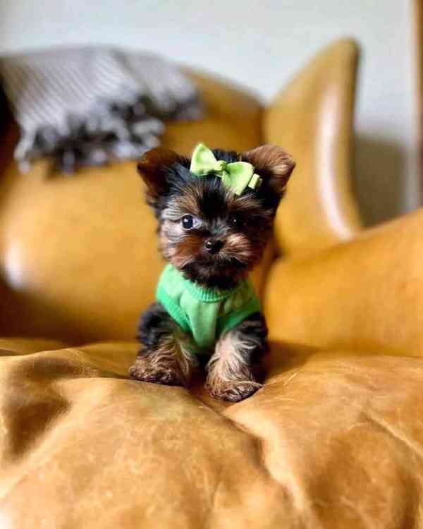 Štěňata Yorkshire teriéra na prodej. Pokud máte zájem, napiš