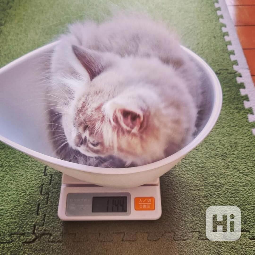 Mazlivé, modrooké kotě ragdoll! - foto 1