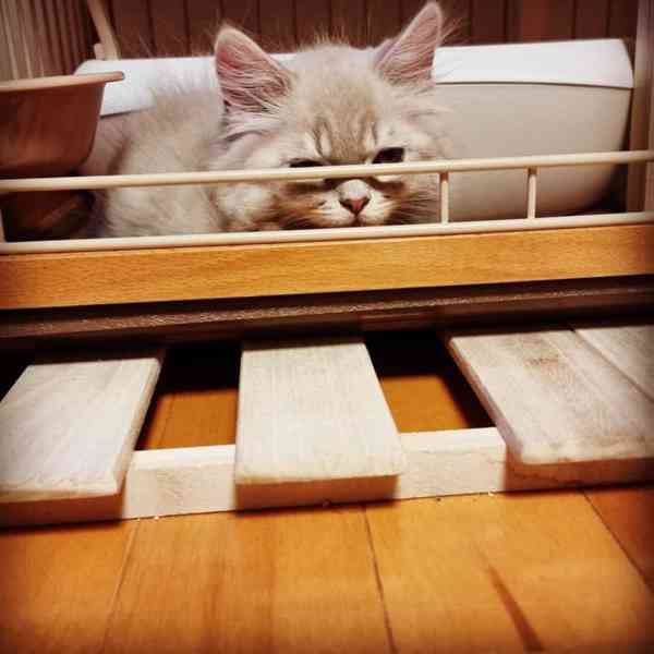 Mazlivé, modrooké kotě ragdoll! - foto 3