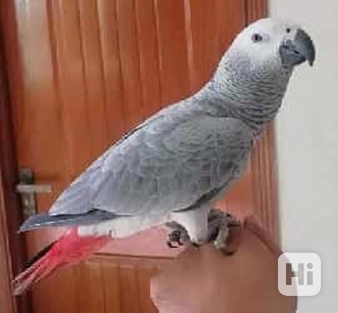 Prodám mladé africké papoušky šedé. - foto 1