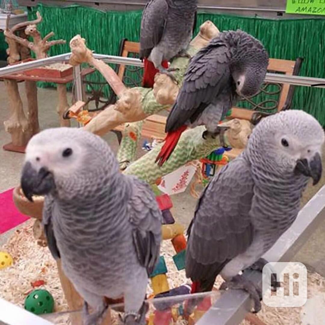 Prodám papouška šedého Tinmeh - foto 1