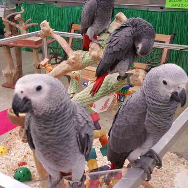 Prodám papouška šedého Tinmeh