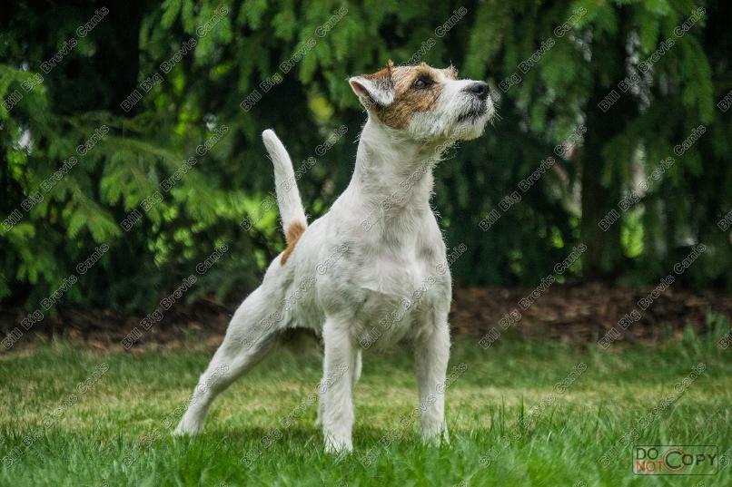 Nabídka krytí Parson Russel Terrier s PP - foto 1