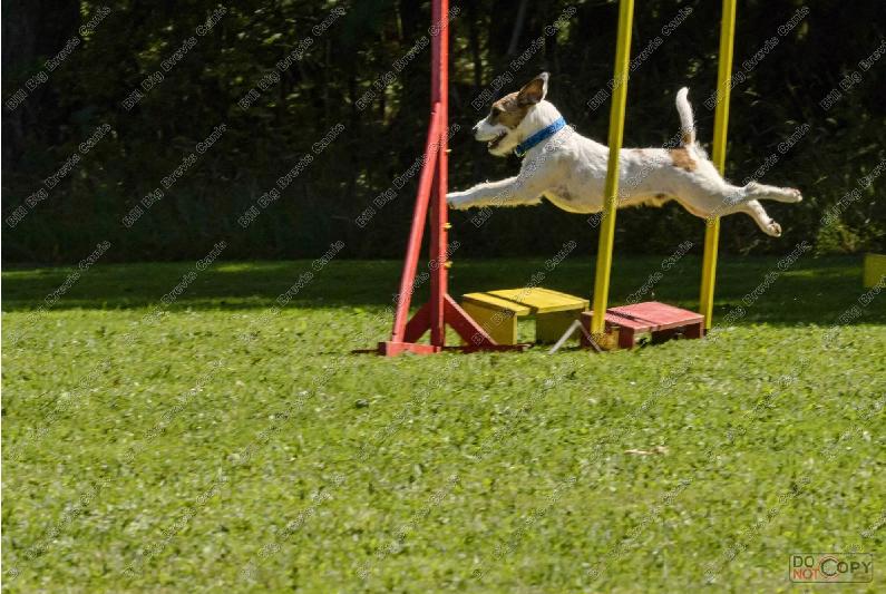 Nabídka krytí Parson Russel Terrier s PP - foto 3