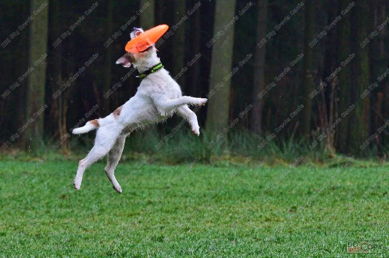 Nabídka krytí Parson Russel Terrier s PP - foto 4