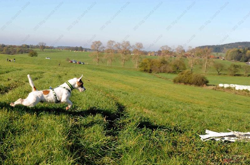 Nabídka krytí Parson Russel Terrier s PP - foto 5
