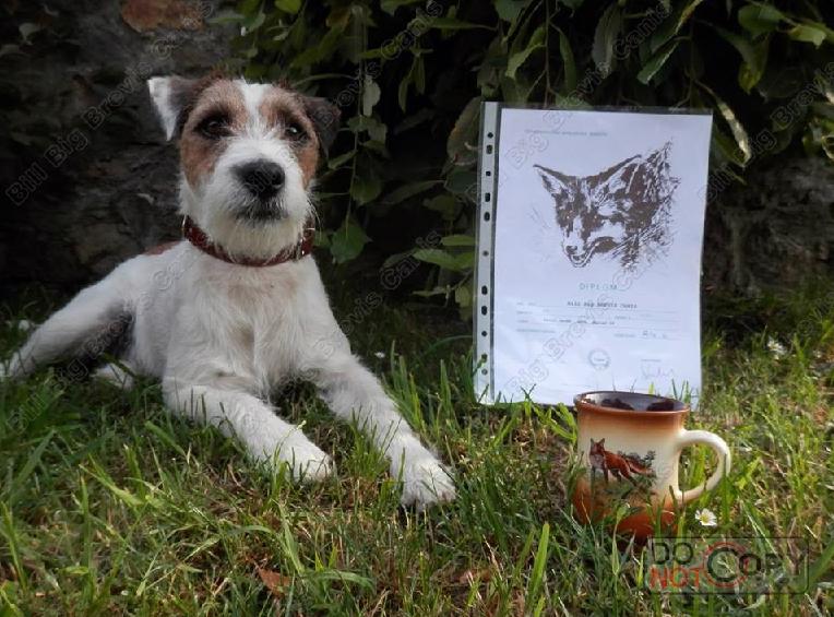 Nabídka krytí Parson Russel Terrier s PP - foto 6