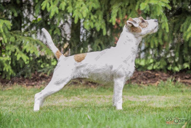 Nabídka krytí Parson Russel Terrier s PP - foto 7
