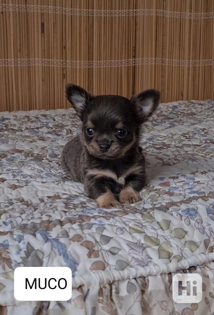 Čivava bez pp  - foto 1