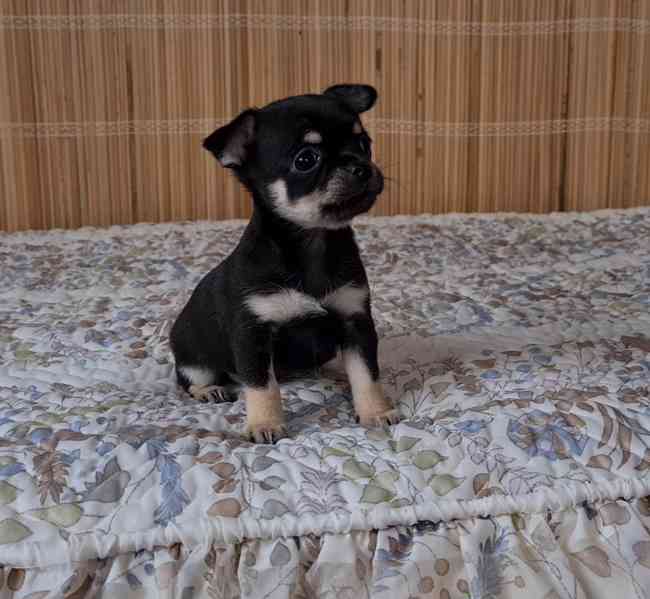 Čivava bez pp  - foto 3