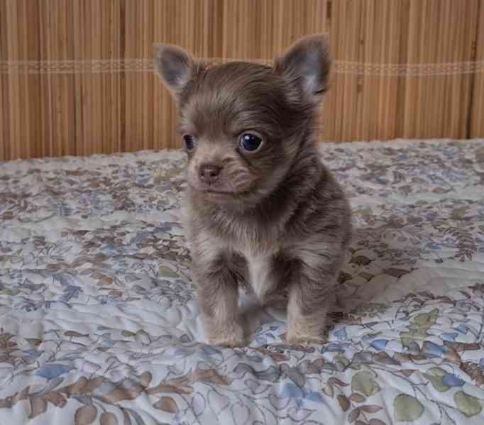 Čivava bez pp  - foto 5