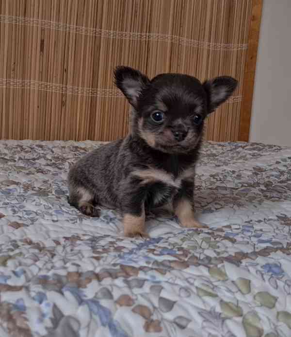 Čivava bez pp  - foto 2