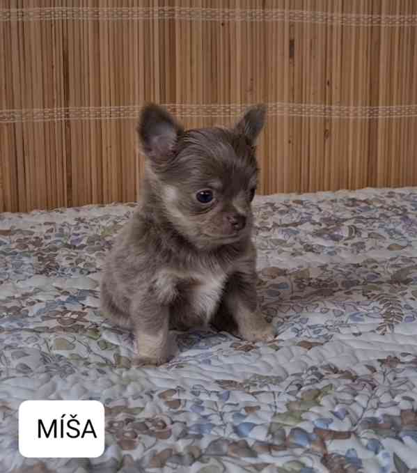 Čivava bez pp  - foto 6