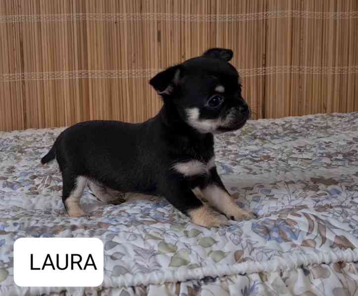 Čivava bez pp  - foto 4