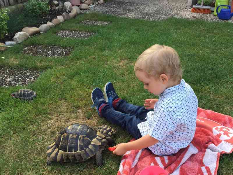 ŽELVA ŽLUTOHNĚDÁ - foto 2