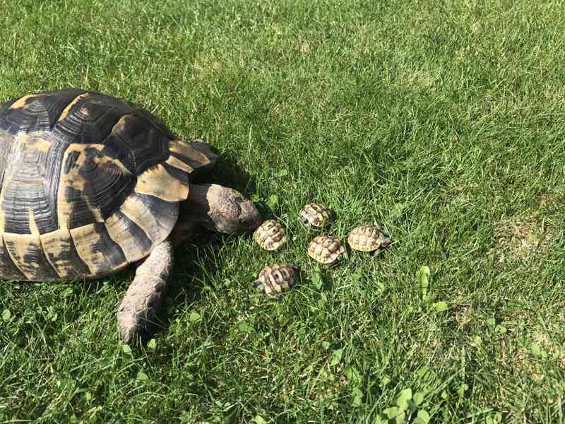 ŽELVA ŽLUTOHNĚDÁ - foto 3