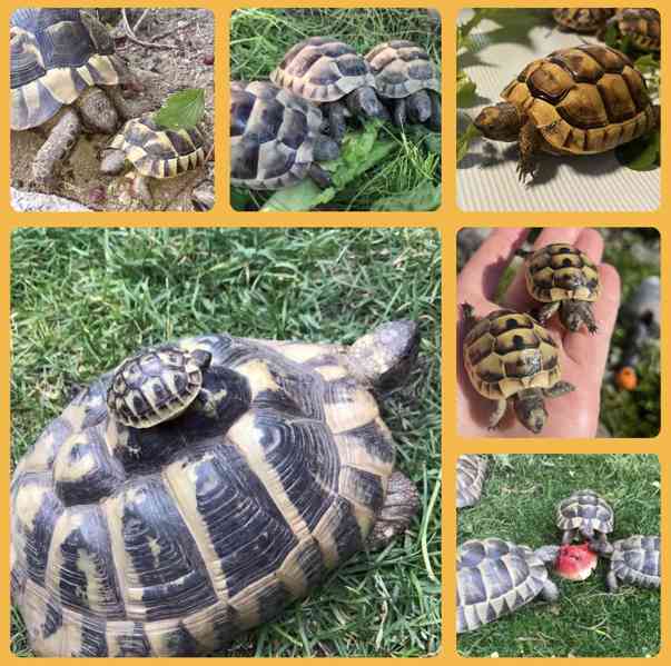 ŽELVA ŽLUTOHNĚDÁ