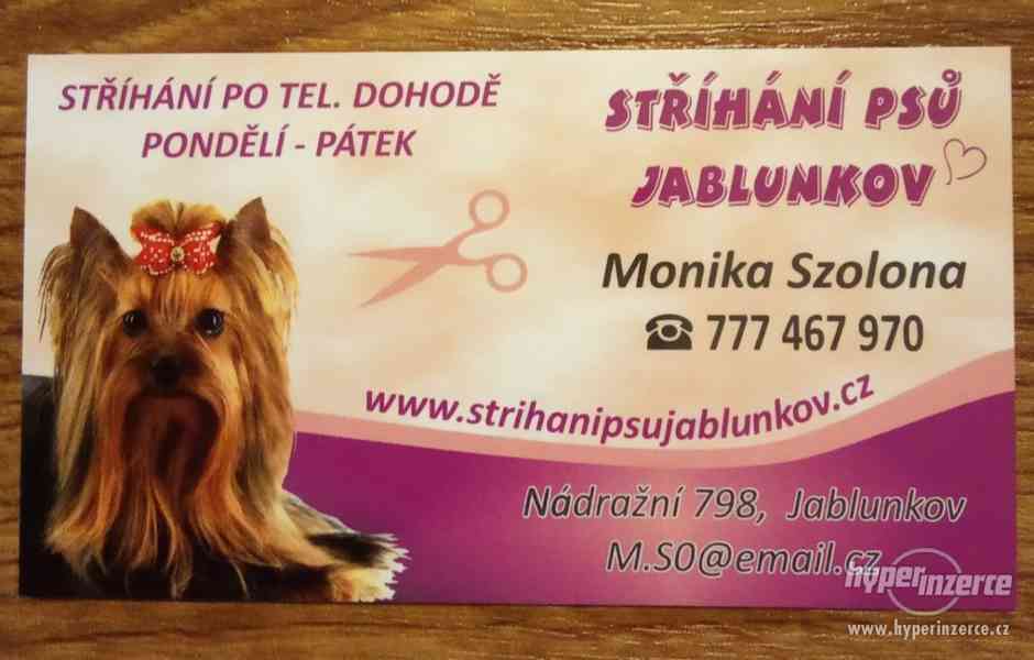 Stříhání  psů Jablunkov. - foto 1