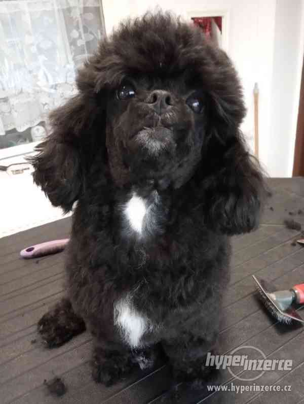 Stříhání  psů Jablunkov. - foto 2