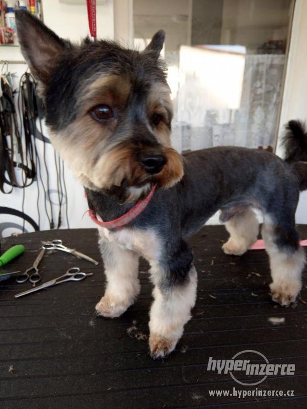 Stříhání  psů Jablunkov. - foto 3