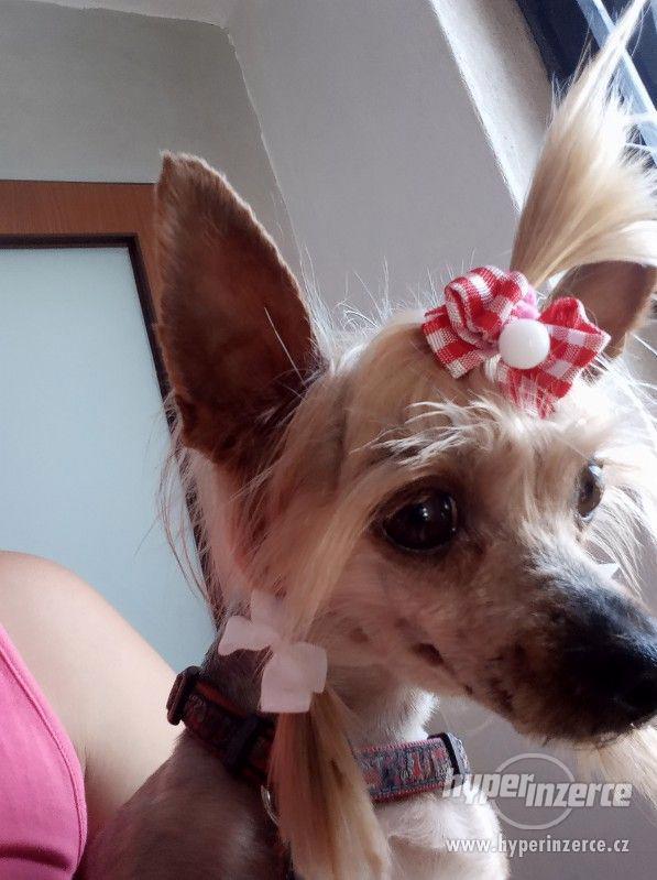 Stříhání  psů Jablunkov. - foto 4