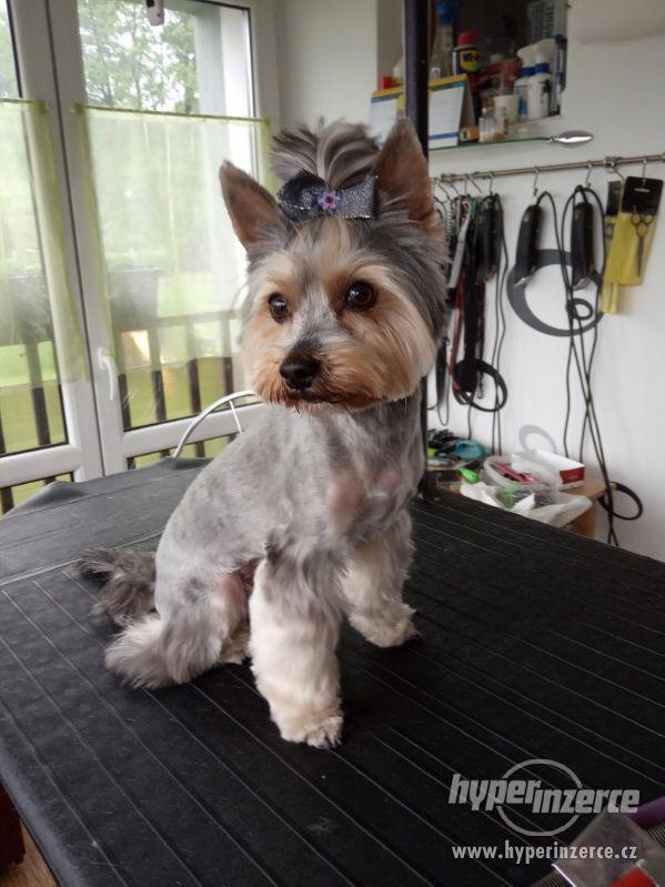 Stříhání  psů Jablunkov. - foto 5