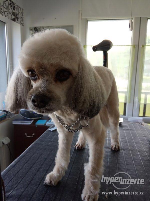 Stříhání  psů Jablunkov. - foto 6