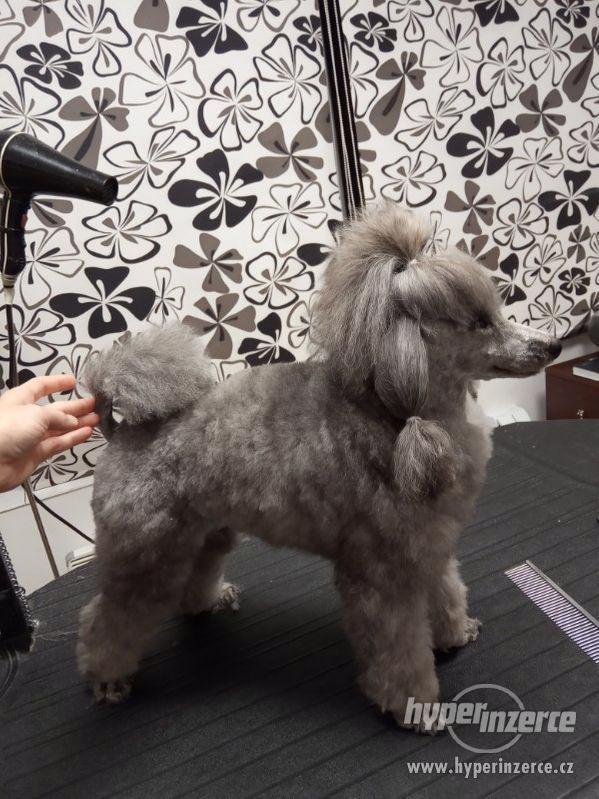 Stříhání  psů Jablunkov. - foto 7