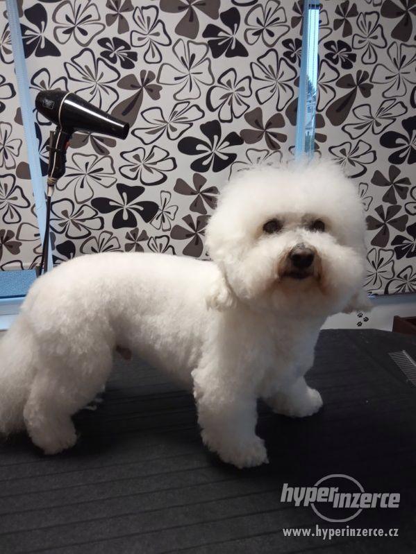 Stříhání  psů Jablunkov. - foto 8