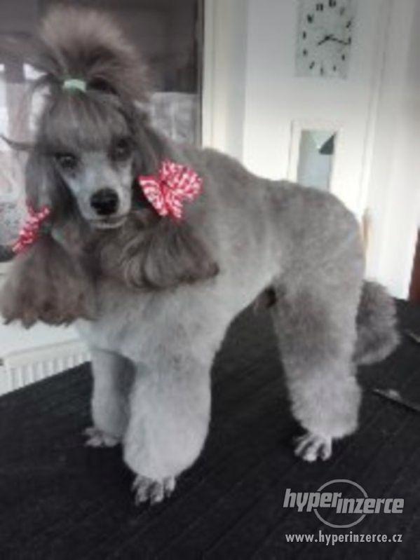 Stříhání  psů Jablunkov. - foto 9